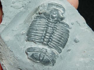 A Larger 100 Natural Cambrian Era Elrathia Trilobite Fossil From Utah 79.  6gr C