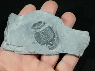 A Larger 100 Natural Cambrian Era Elrathia Trilobite Fossil From Utah 79.  6gr C 3
