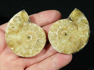 A Small 120 Million Year Old Cut And Polished Split Ammonite Fossil 75.  3gr