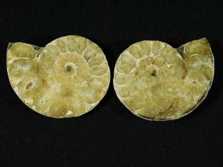 A Small 120 Million Year Old Cut and Polished Split Ammonite Fossil 75.  3gr 2