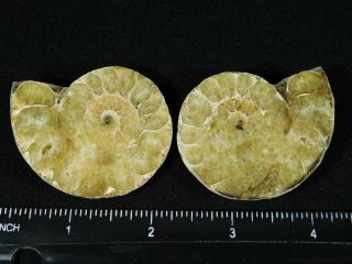 A Small 120 Million Year Old Cut and Polished Split Ammonite Fossil 75.  3gr 3