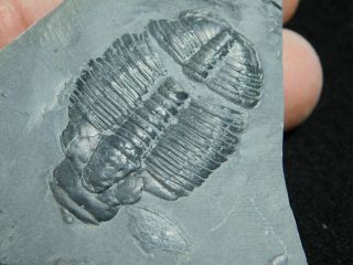 A Larger 100 Natural Cambrian Era Elrathia Trilobite Fossil From Utah 98.  3gr C