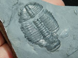 A Larger 100 Natural Cambrian Era Elrathia Trilobite Fossil From Utah 98.  3gr C 2