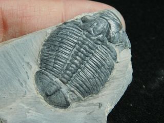 A Larger 100 Natural Cambrian Era Elrathia Trilobite Fossil From Utah 112gr C