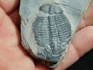A Larger 100 Natural Cambrian Era Elrathia Trilobite Fossil From Utah 112gr C 2