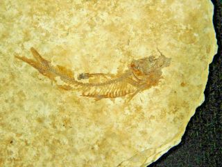 A Small 100 Natural 53 Million Year Old Knightia Fish Fossil Wyoming 29.  3gr