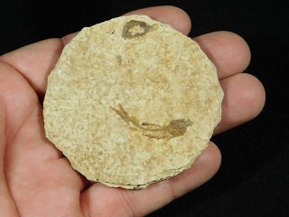 A Small 100 Natural 53 Million Year Old Knightia Fish Fossil Wyoming 29.  3gr 2