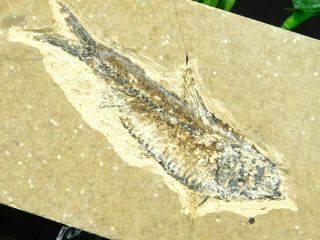 A 50 Million Year Old Knightia Eocaena Fish Fossil From Wyoming 129gr