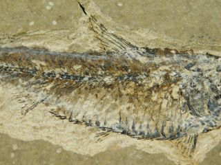 A 50 Million Year Old Knightia Eocaena Fish Fossil From Wyoming 129gr 2