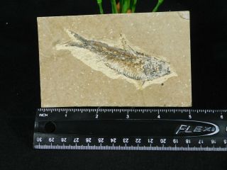 A 50 Million Year Old Knightia Eocaena Fish Fossil From Wyoming 129gr 3