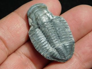 A 100 Natural Asaphiscus Wheeleri Trilobite Fossil Found In Utah 2.  86