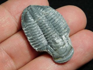 A 100 Natural Asaphiscus Wheeleri Trilobite Fossil Found in Utah 2.  86 2