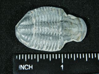 A 100 Natural Asaphiscus Wheeleri Trilobite Fossil Found in Utah 2.  86 3