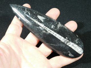 A Long Polished 400 Million Year Old ORTHOCERAS Fossil From Morocco 112gr 3