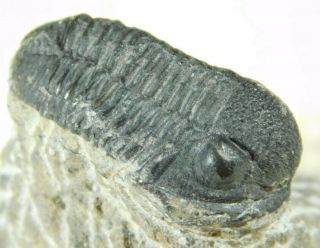 A And 100 Natural Gerastos Granulosus Trilobite Fossil Morocco 41.  5gr