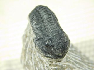 A and 100 NATURAL Gerastos Granulosus Trilobite Fossil Morocco 41.  5gr 2