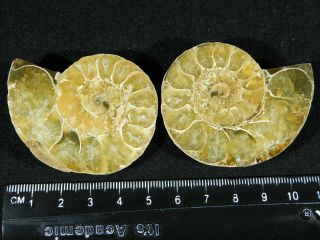 A Small 120 Million Year Old Cut And Polished Split Ammonite Fossil 76.  7gr