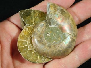 A Small 120 Million Year Old Cut and Polished Split Ammonite Fossil 76.  7gr 2