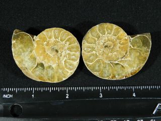 A Small 120 Million Year Old Cut and Polished Split Ammonite Fossil 76.  7gr 3