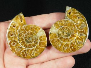 A Small 120 Million Year Old Cut and Polished Split Ammonite Fossil 73.  6gr 2