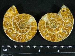 A Small 120 Million Year Old Cut and Polished Split Ammonite Fossil 73.  6gr 3