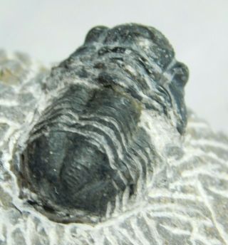 A and 100 NATURAL Gerastos Granulosus Trilobite Fossil Morocco 80.  2gr 2