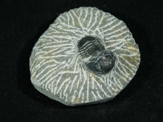 A and 100 NATURAL Gerastos Granulosus Trilobite Fossil Morocco 80.  2gr 3