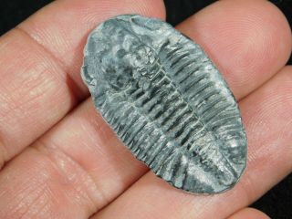 A 100 Natural Asaphiscus Wheeleri Trilobite Fossil Found In Utah 1.  58