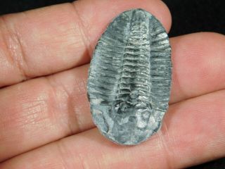 A 100 Natural Asaphiscus Wheeleri Trilobite Fossil Found in Utah 1.  58 2