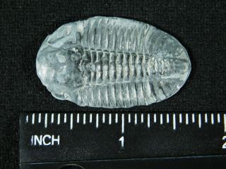 A 100 Natural Asaphiscus Wheeleri Trilobite Fossil Found in Utah 1.  58 3