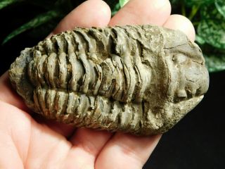 A Big Natural Flexicalymene sp.  Trilobite Fossil Found in Morocco 86.  1gr 2