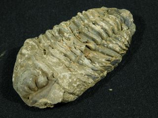 A Big Natural Flexicalymene sp.  Trilobite Fossil Found in Morocco 86.  1gr 3