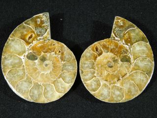 A Small 120 Million Year Old Cut And Polished Split Ammonite Fossil 82.  5gr