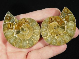 A Small 120 Million Year Old Cut and Polished Split Ammonite Fossil 82.  5gr 2