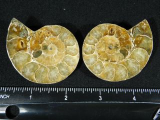 A Small 120 Million Year Old Cut and Polished Split Ammonite Fossil 82.  5gr 3
