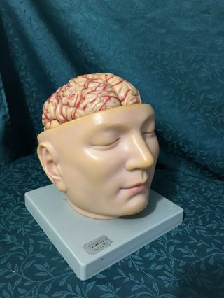 Vintage Disassembled Anatomical Human Brain Model Anatomy Study Teaching School