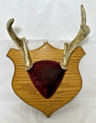 5 Point Buck Antler Mount Whitetail Deer Horns On Wood Plaque Wisconsin Vintage