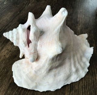 Vintage Large Natural Pink Queen Conch Shell Seashell 9 " Ocean Beach Decor