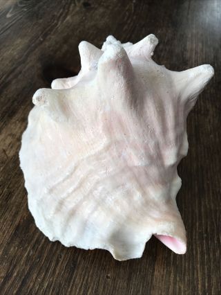 Vintage Large Natural Pink Queen Conch Shell Seashell 9 