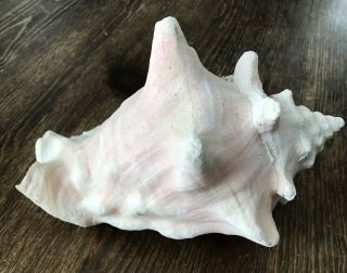 Vintage Large Natural Pink Queen Conch Shell Seashell 9 