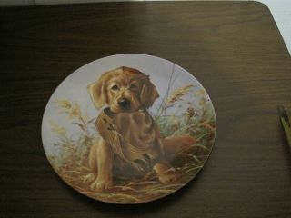 Vintage 1987 Edwin M.  Knowles " Caught In The Act " - - The Golden Retriever