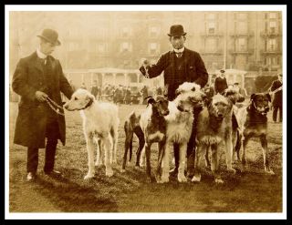 Irish Wolfhound Men And Dogs At Show Great Vintage Style Image Dog Print Poster