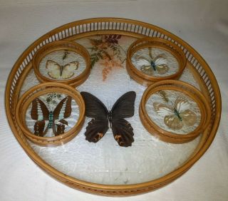 Vintage Butterfly Set Of 5 Bamboo Drink Coaster With Bamboo Caddy Holder Vgc