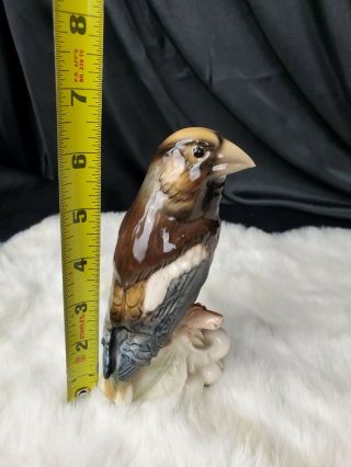 Vintage Goebel Bird Figurine Cv - 83 Hawfinch Statue Glossy Germany 1967 Rare