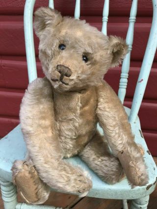 Handsome Early 16” Steiff Antique Teddy Bear