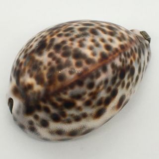 Lovely Rare Vintage Tiger Cowrie Sea Shell And Metal Snuff Box