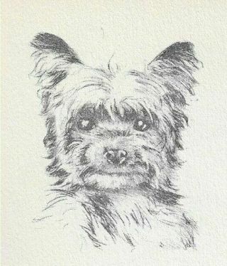Affenpinscher - Vintage Dog Print - 1940 Diana Thorne