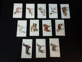 John Player And Sons Dogs From Paintings By Arthur Wardle Full Set Of 50
