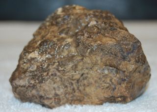 Vintage Specimen Petrified Teredo Worm Wood Stromatolite Fossil Algae 9 Oz.