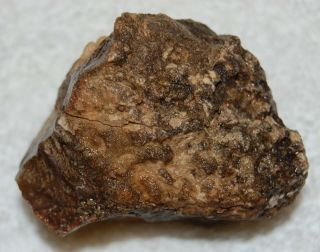 Vintage Specimen Petrified Teredo Worm Wood Stromatolite Fossil Algae 9 oz. 2